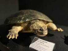 Semana do Meio Ambiente no CCPPA - Foto: Monique Hadad