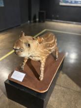 Semana do Meio Ambiente no CCPPA - Foto: Monique Hadad