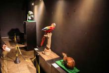 O Centro de Ciências e Planetário do Pará (CCPPA) realiza a exposição “Biodiversidade em foco: seres da fauna amazônica” - Foto: Sidney Oliveira/Ascom Uepa.