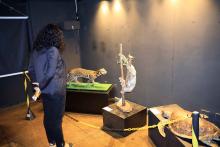 O Centro de Ciências e Planetário do Pará (CCPPA) realiza a exposição “Biodiversidade em foco: seres da fauna amazônica” - Foto: Sidney Oliveira/Ascom Uepa.