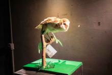 O Centro de Ciências e Planetário do Pará (CCPPA) realiza a exposição “Biodiversidade em foco: seres da fauna amazônica” - Foto: Sidney Oliveira/Ascom Uepa.