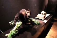 O Centro de Ciências e Planetário do Pará (CCPPA) realiza a exposição “Biodiversidade em foco: seres da fauna amazônica” - Foto: Sidney Oliveira/Ascom Uepa.