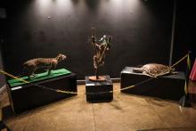 O Centro de Ciências e Planetário do Pará (CCPPA) realiza a exposição “Biodiversidade em foco: seres da fauna amazônica” - Foto: Sidney Oliveira/Ascom Uepa.