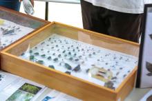 O Campus XXll de Ananindeua, realizou a Feira Vocacional 2024 na Usina da Paz do Icuí - Guajará, na sexta - feira, 18. Foto: Marília Jardim/Ascom Uepa