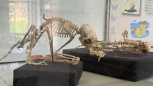 Planetário participa da 24ª Semana Nacional de Museus 