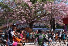 Procissão Círio Rodoviário UEPA 2024 