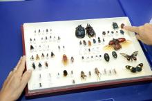 Uepa promove curso e exposição na SBPC - Foto: Sidney Oliveira/Ascom Uepa.