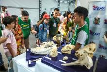 A Universidade Estadual do Estado do Pará expõe a Coleção Zoológica na 76° Feira Anual do SBPC - Foto: Sidney Oliveira/Ascom Uepa