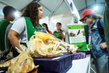 A Universidade Estadual do Estado do Pará expõe a Coleção Zoológica na 76° Feira Anual do SBPC - Foto: Sidney Oliveira/Ascom Uepa