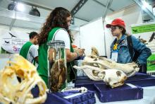 A Universidade Estadual do Estado do Pará expõe a Coleção Zoológica na 76° Feira Anual do SBPC - Foto: Sidney Oliveira/Ascom Uepa