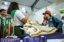 A Universidade Estadual do Estado do Pará expõe a Coleção Zoológica na 76° Feira Anual do SBPC - Foto: Sidney Oliveira/Ascom Uepa