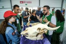 A Universidade Estadual do Estado do Pará expõe a Coleção Zoológica na 76° Feira Anual do SBPC - Foto: Sidney Oliveira/Ascom Uepa