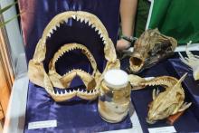 A Universidade Estadual do Estado do Pará expõe a Coleção Zoológica na 76° Feira Anual do SBPC - Foto: Sidney Oliveira/Ascom Uepa