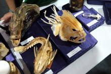 A Universidade Estadual do Estado do Pará expõe a Coleção Zoológica na 76° Feira Anual do SBPC - Foto: Sidney Oliveira/Ascom Uepa