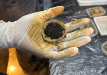 19ª Primavera dos Museus no CCPPA