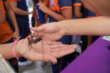 X Mostra Zoológica UEPA 2024