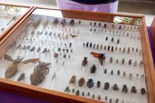 X Mostra Zoológica UEPA 2024