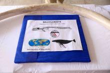 X Mostra Zoológica UEPA 2024