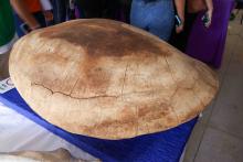 X Mostra Zoológica UEPA 2024