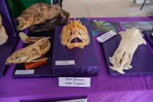 X Mostra Zoológica UEPA 2024