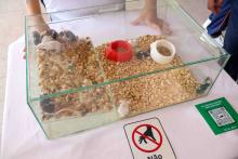 X Mostra Zoológica UEPA 2024