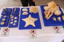 X Mostra Zoológica UEPA 2024